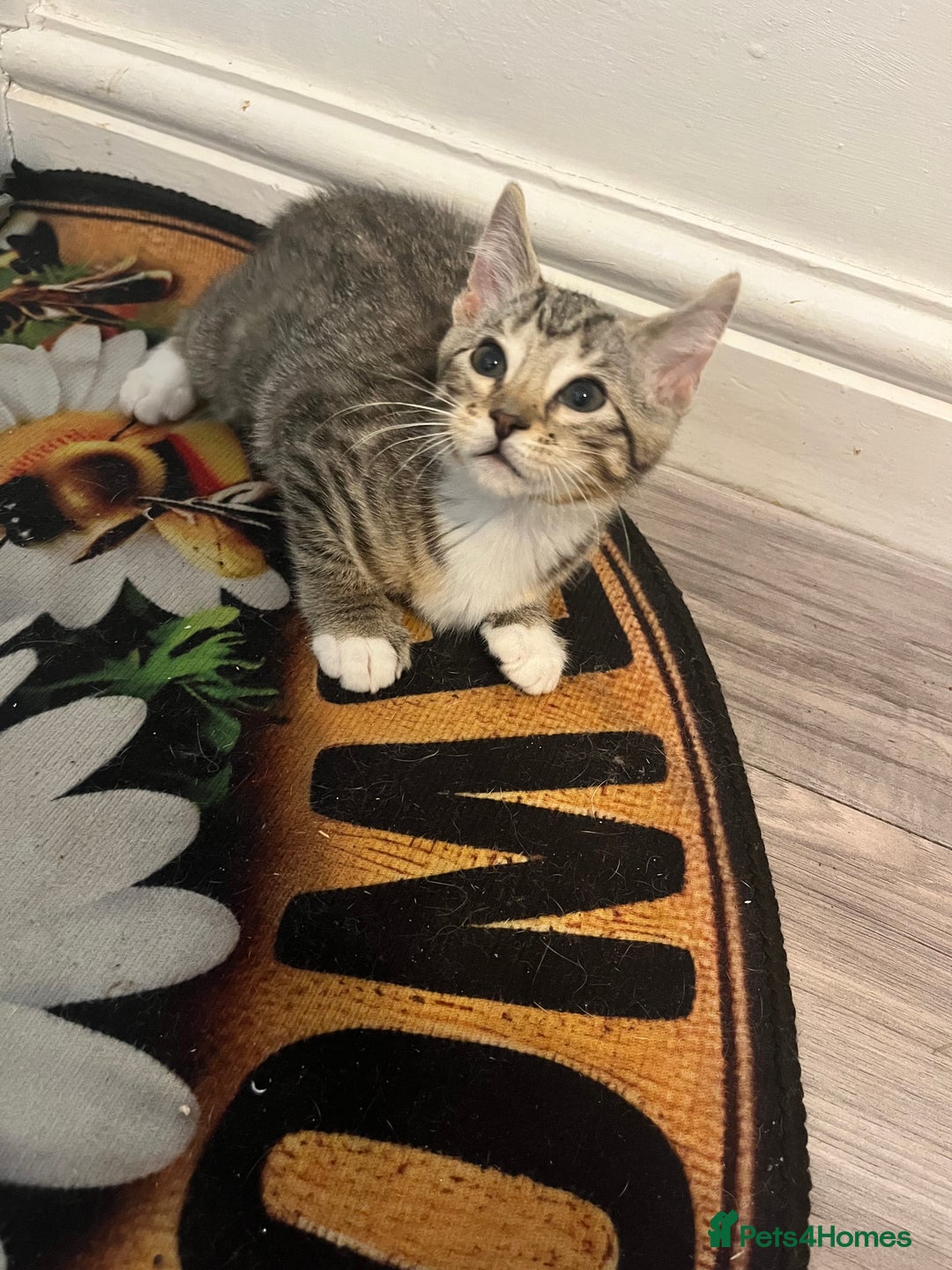 Mixed Breed cats for sale: Pixie bob mixed kittens - Image 14