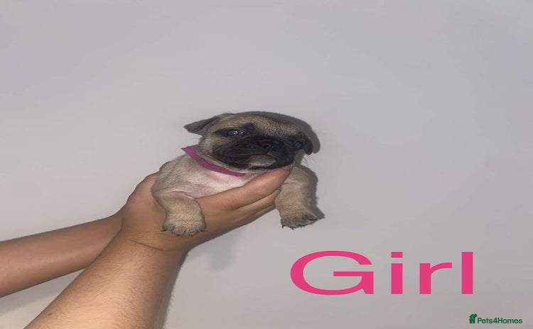 French Bulldog dogs - Advert 1
