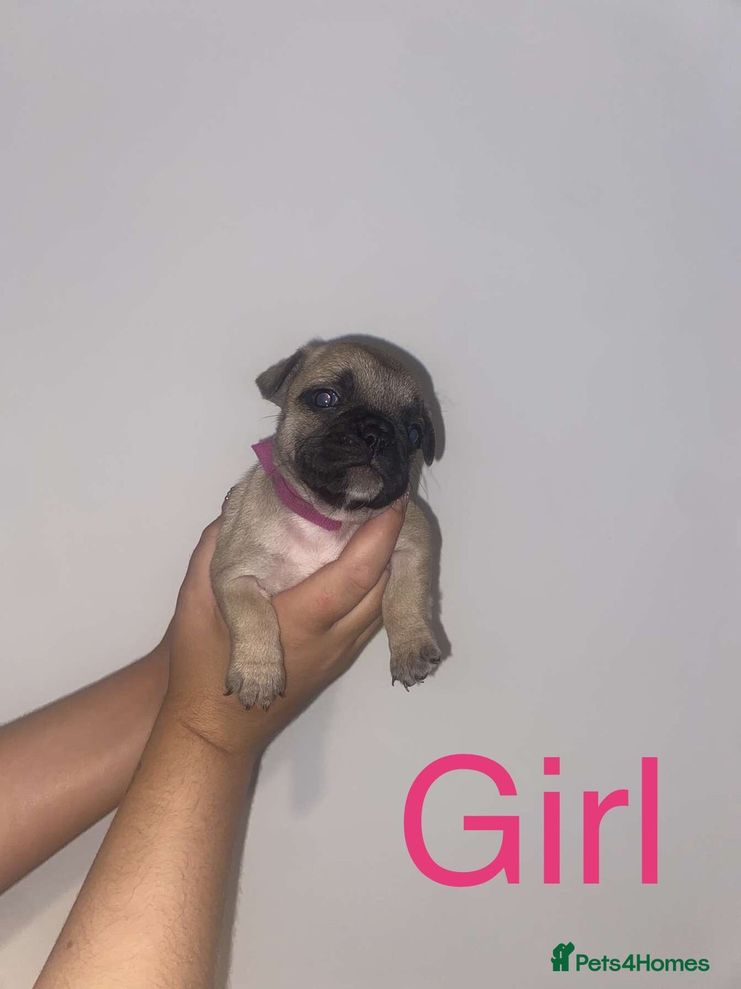 French Bulldog dogs for sale: 3 beautiful French bulldogs 😍 - Image 8