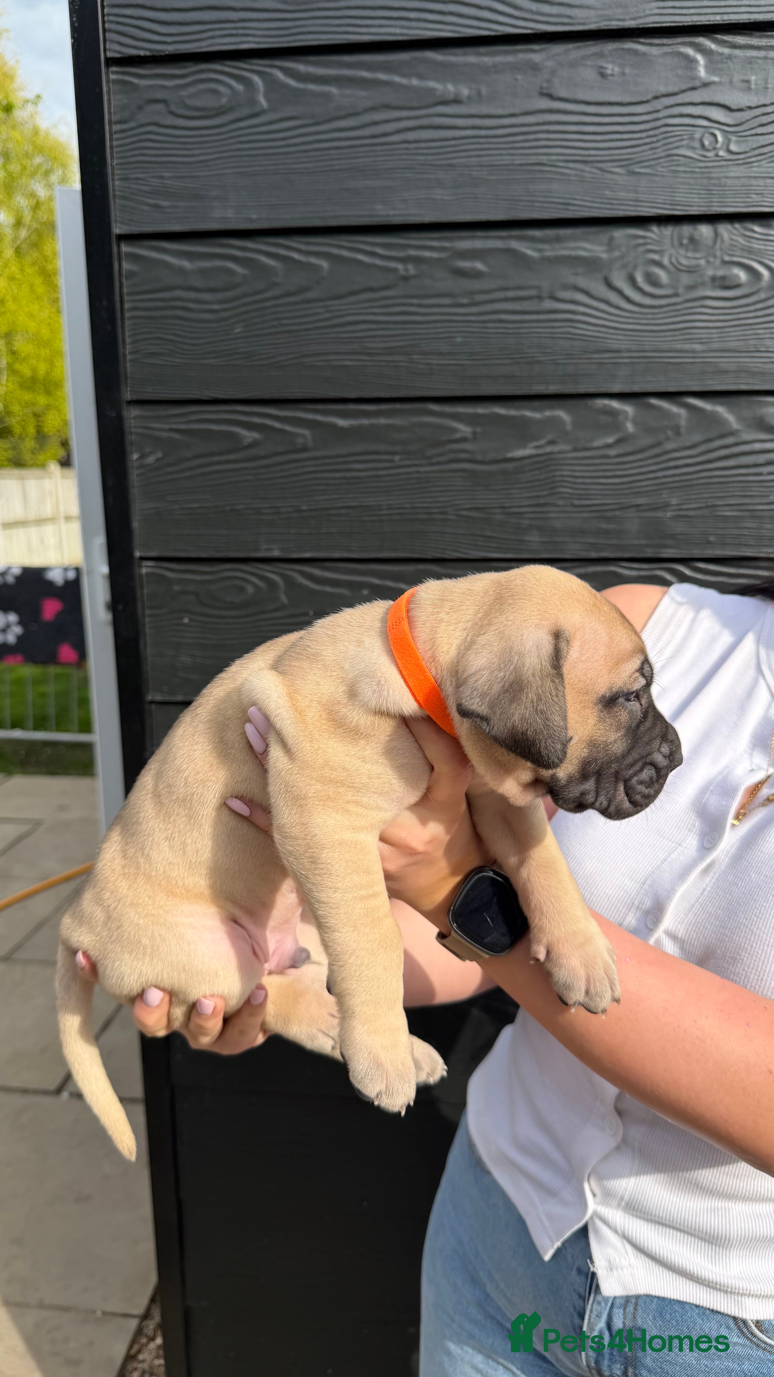 Presa Canario dogs for sale: Presa Canario puppies champion bloodlines - Advert 32