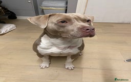 Staffordshire Bull Terrier dogs for stud: Pure Staffy bull terrier for stud  - Image 2