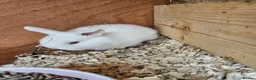 Mini Lop rabbits for sale: Female baby mini lop - Advert 1