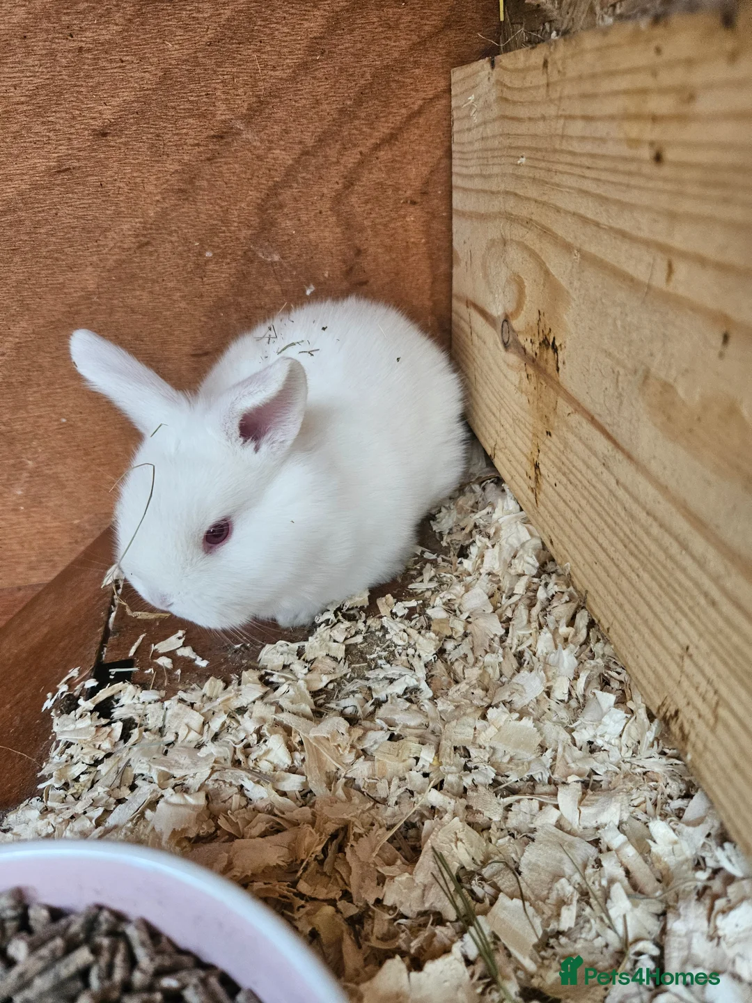 Mini Lop rabbits for sale: Female baby mini lop - Advert 1