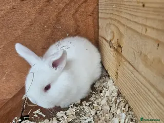 Mini Lop rabbits Female baby mini lop - Advert 1