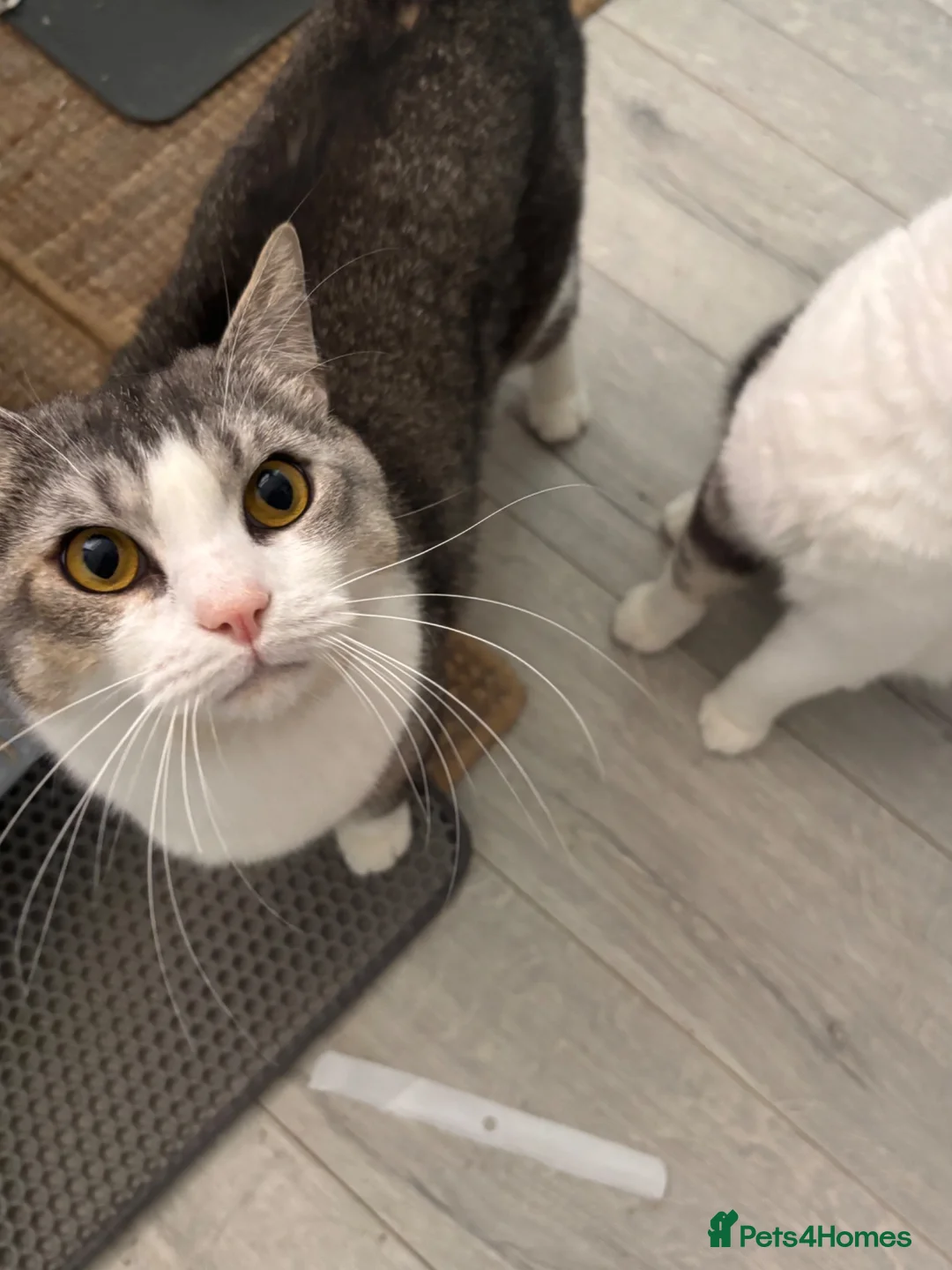British Shorthair cats for sale: 2 brothers, british shorthair cats  in Birmingham - Advert 2