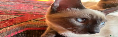 Tonkinese 2