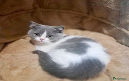 British Shorthair cats for sale: Gorgeous Blue Bicolour British Shorthair Male - Image 21