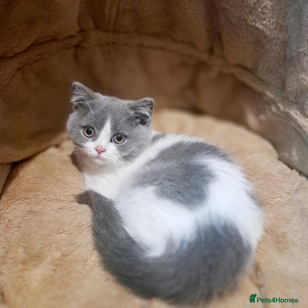 British Shorthair cats for sale: Gorgeous Blue Bicolour British Shorthair Male - Image 21