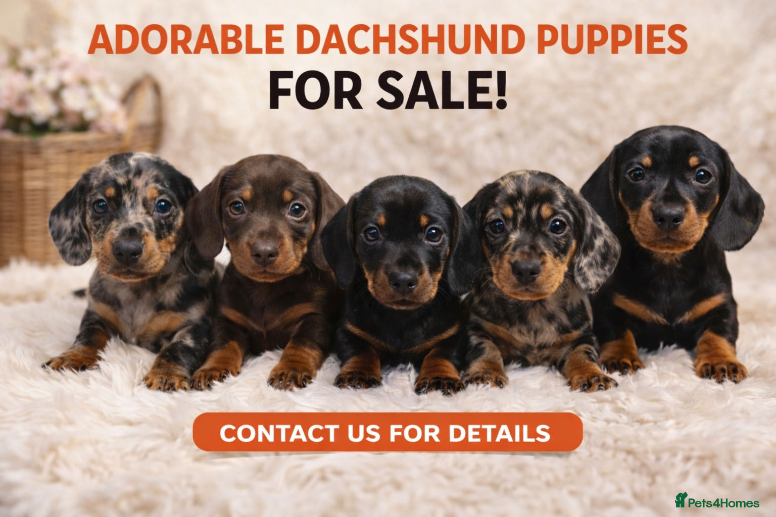 Miniature Dachshund dogs Stunning litter of Dachshund  - Advert 3
