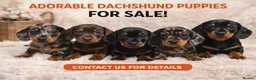 Miniature Dachshund dogs for sale: Stunning litter of Dachshund  - Advert 1