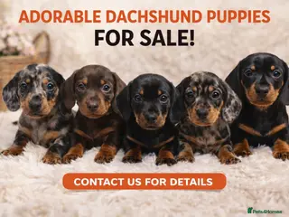 Miniature Dachshund dogs Stunning litter of Dachshund - Advert 5