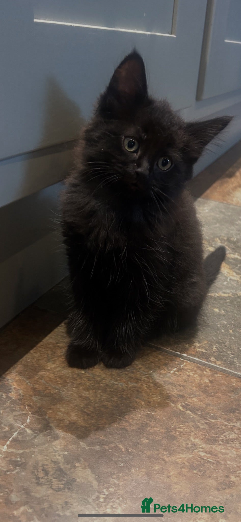 Mixed Breed cats Kittens  - Advert 16