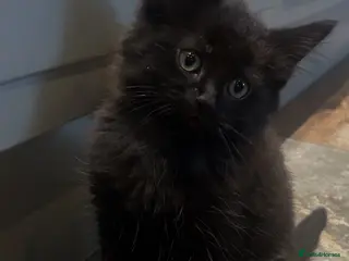Mixed Breed cats Kittens - Advert 16