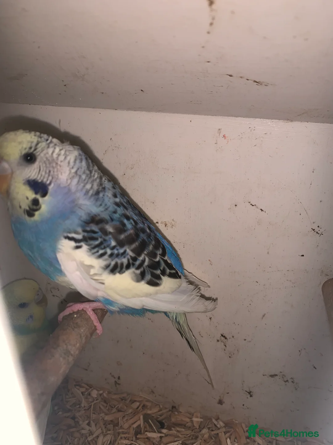 Budgerigars birds for sale: Beautiful young budgie s  - Advert 2