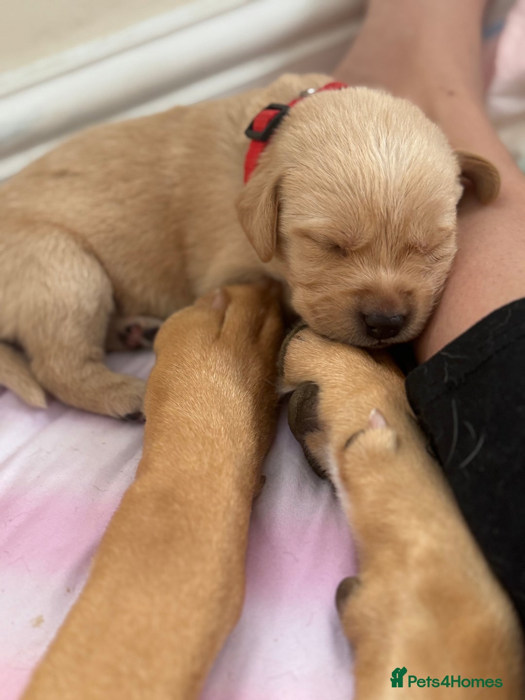Goldador dogs for sale: Beautiful litter off 11 goldador puppies  - Image 13