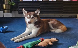 Siberian Husky dogs for sale: Husky female rehoming  - Advert 3