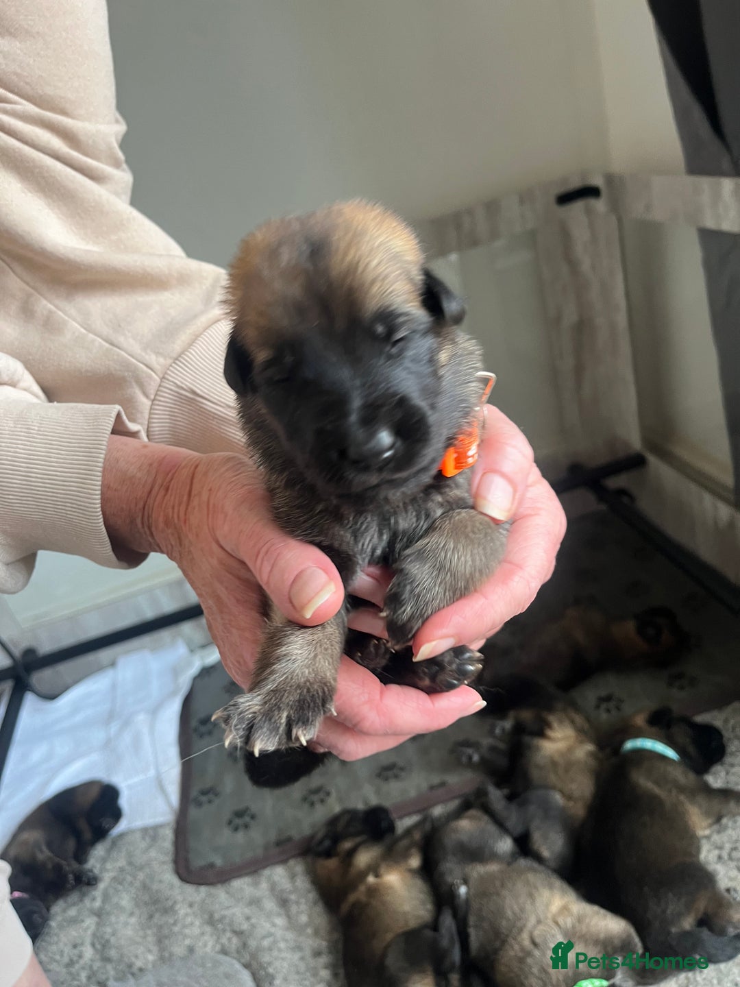 Mixed Breed dogs for sale: Adorable litter of 'shepinois' - Image 6