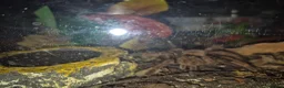 Spiders invertebrates for sale: Various tarantulas for sale - Advert 4