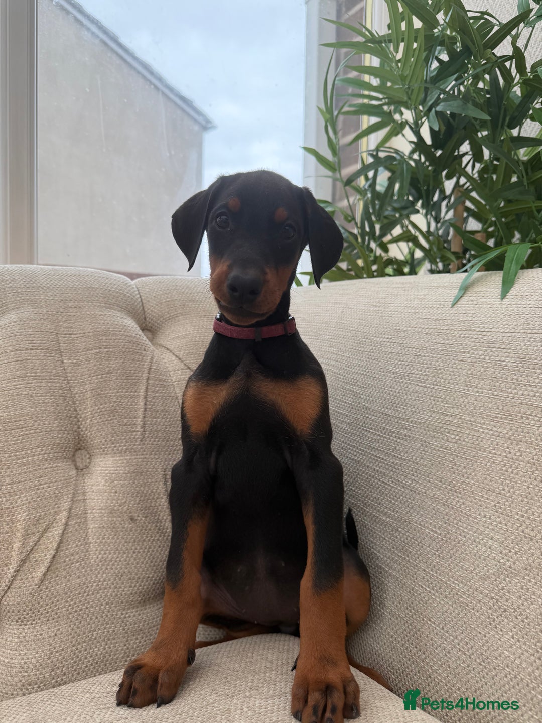 Dobermann dogs for sale: Healthy chunky European Doberman puppies - Image 13