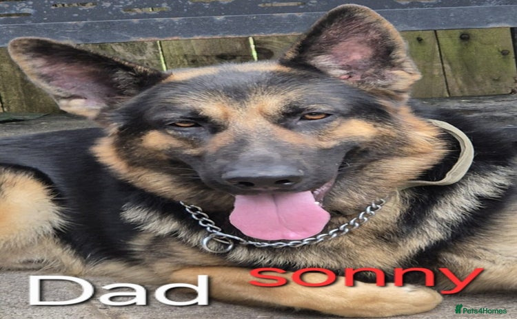 German Shepherd dogs - Advert 1