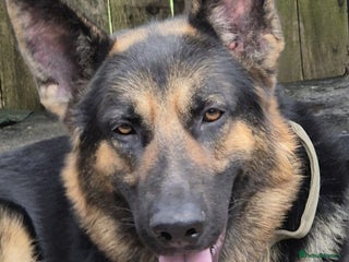 German Shepherd dogs - Advert 4