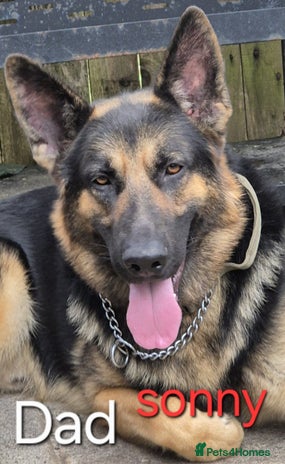 German Shepherd dogs - Advert 3
