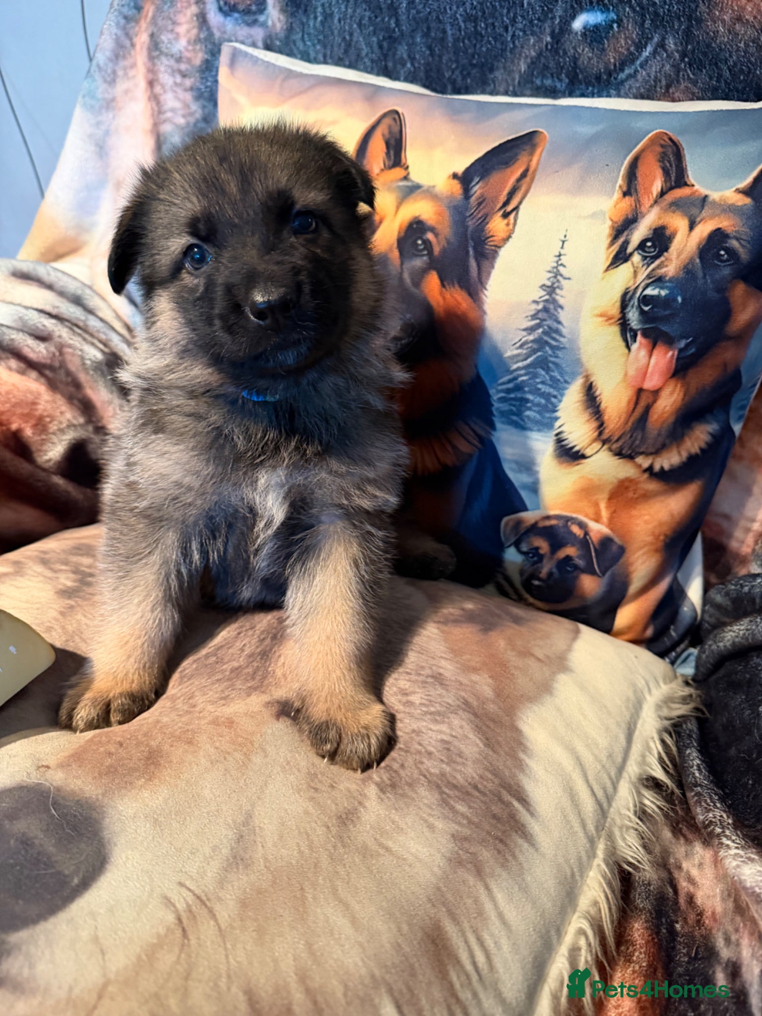German Shepherd dogs GLENCONNER GERMAN SHEPHERDS - Advert 6