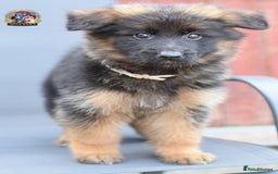 German Shepherd dogs for sale: 🤩💥READY NOW 🤩💥German shepherd puppies  - Image 19