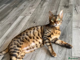Bengal cats 2xfemale Bengal kittens tica reg full pedigree - Advert 1