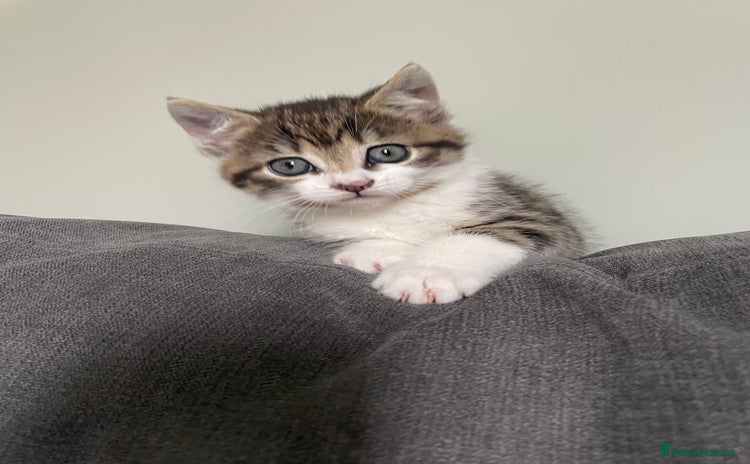 Mixed Breed cats - Advert 13