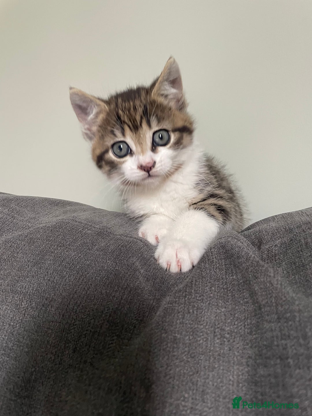Mixed Breed cats for sale: Female kitten - Image 1