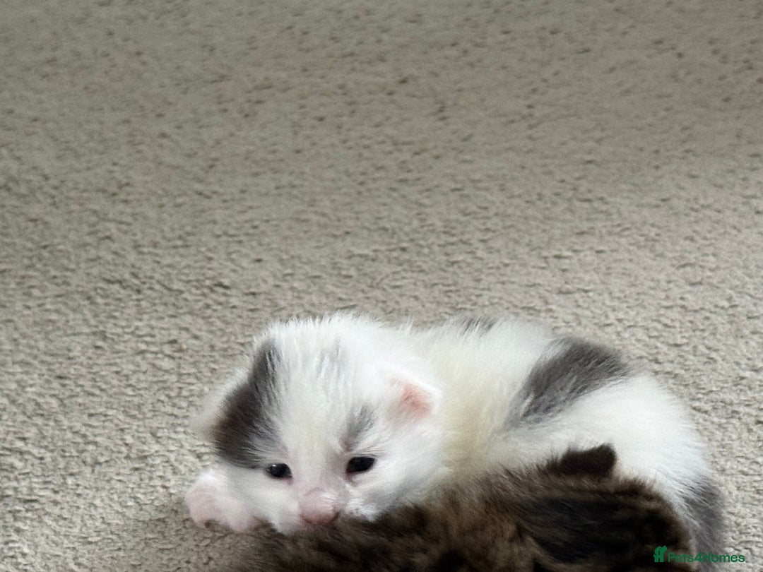 Mixed Breed cats for sale: Half Maine coon kittens.  - Advert 2