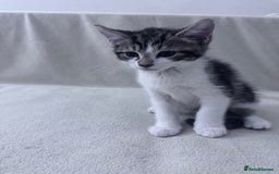 Mixed Breed cats for sale: Cute kittens looking for nice home  - Image 21