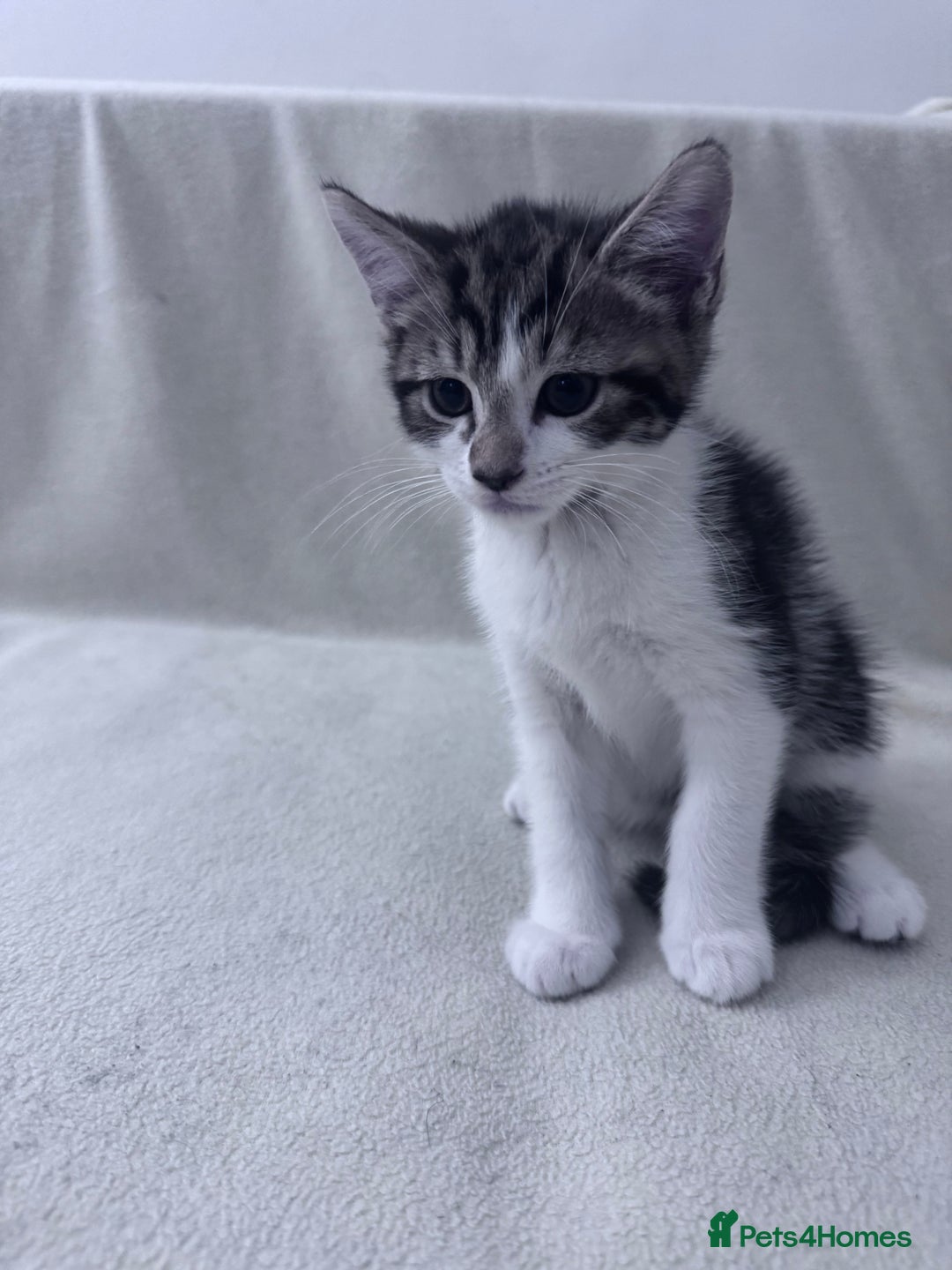 Mixed Breed cats for sale: Cute kittens looking for nice home  - Image 21