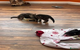 Bengal cats for sale: Bengal babies  - Image 16
