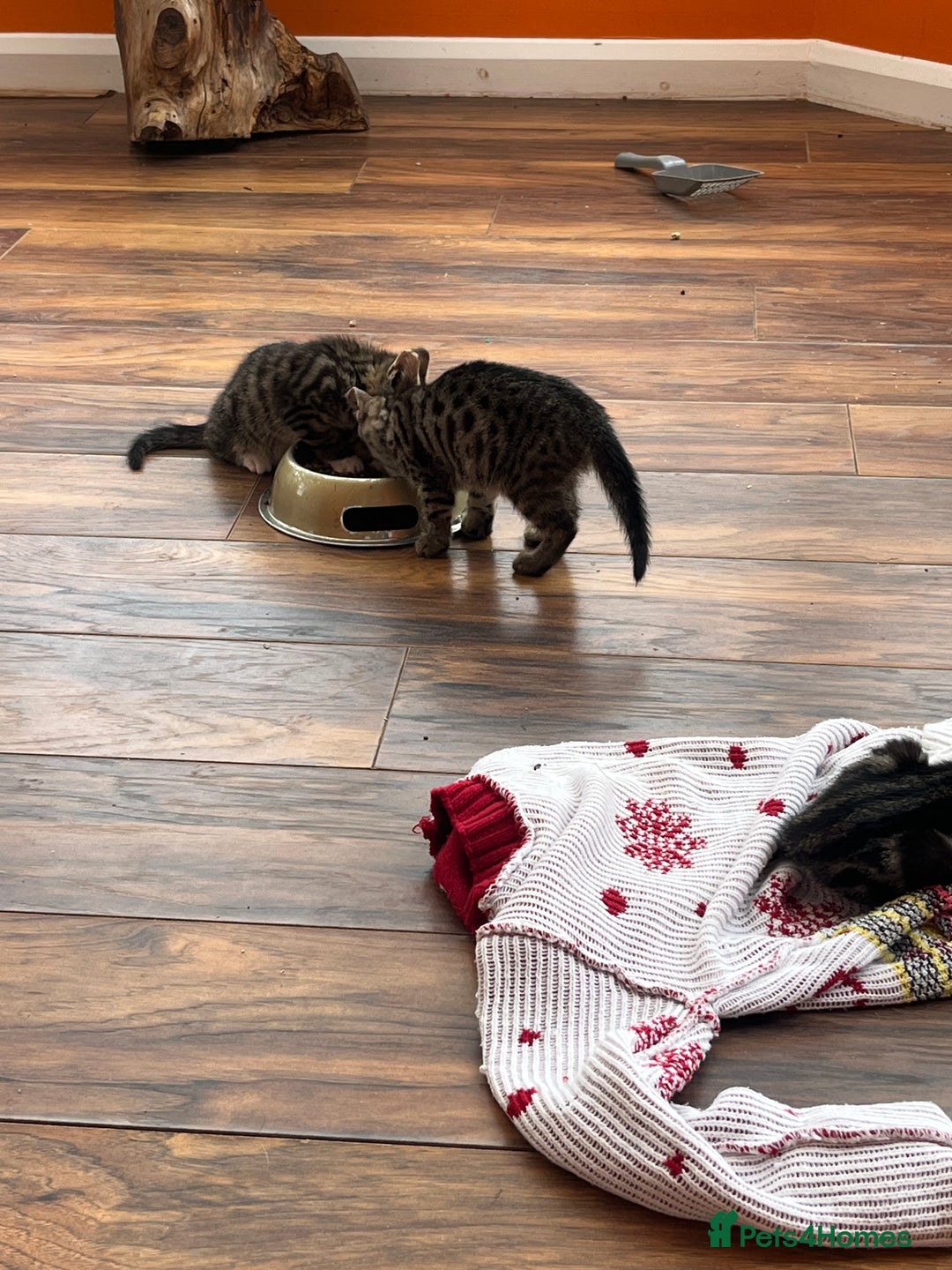 Bengal cats for sale: Bengal babies  - Image 16