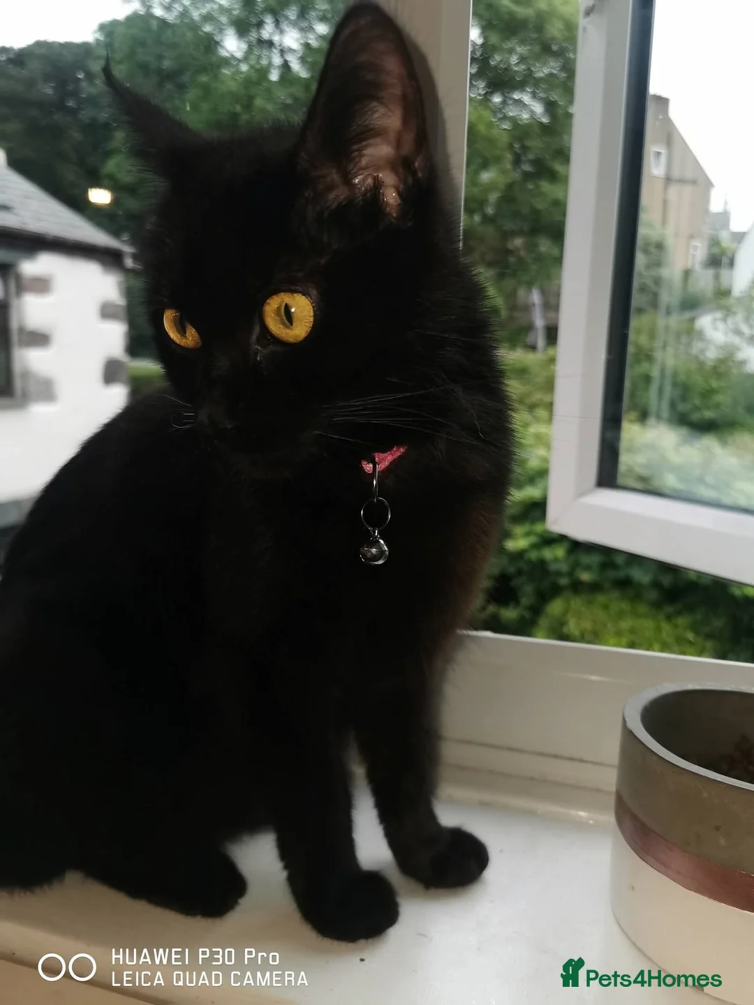 Mixed Breed cats for sale: Mixed Breed Tabby Kittens in Askam-in-Furness - Advert 2