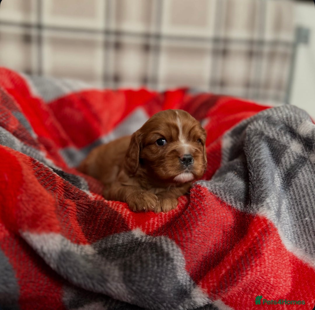 Cavalier King Charles Spaniel dogs for sale: STUNNING CAVALIER KING CHARLES PUPPIES  - Advert 13