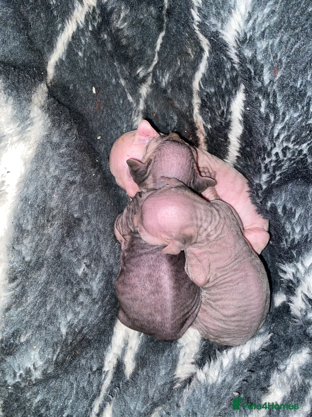 Sphynx cats for sale: Natalie howarth  - Advert 4