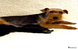 Welsh Terrier dogs for sale: Top Welsh terrier puppies  - Image 5