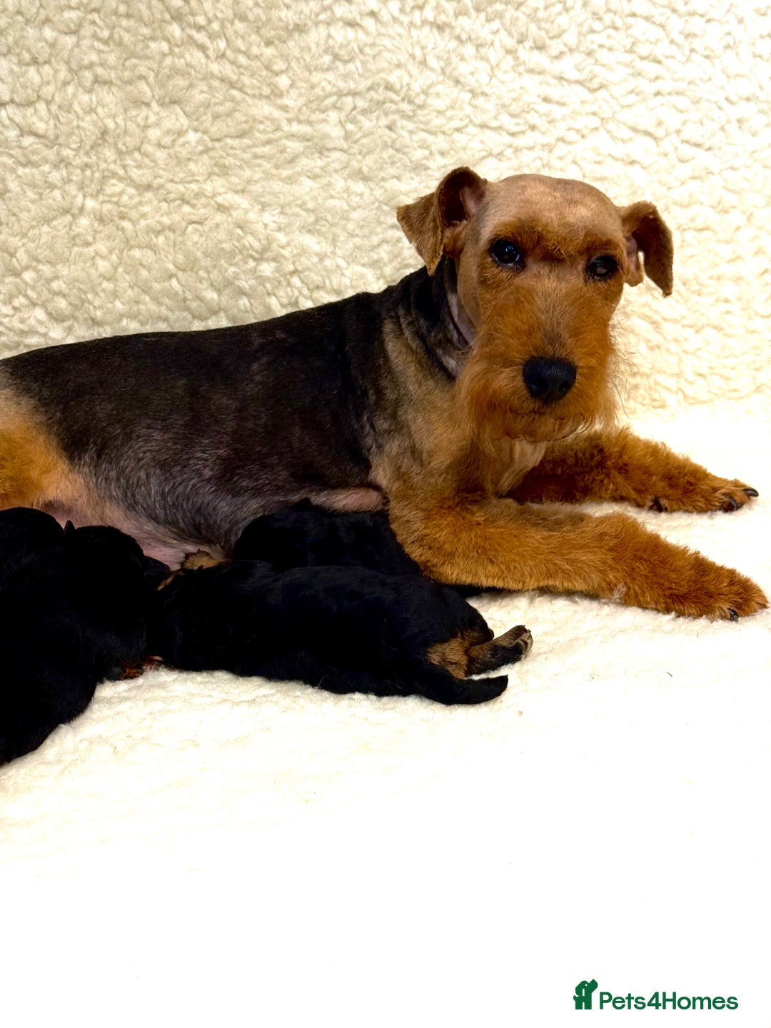 Welsh Terrier dogs for sale: Top Welsh terrier puppies  - Image 5