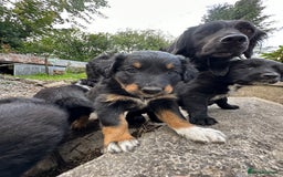Mixed Breed dogs for sale: Collie cross retriever pups  - Image 3