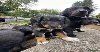 Mixed Breed dogs - Advert 9