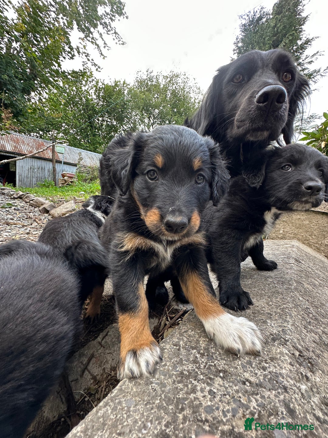 Mixed Breed dogs for sale: Collie cross retriever pups  - Image 3