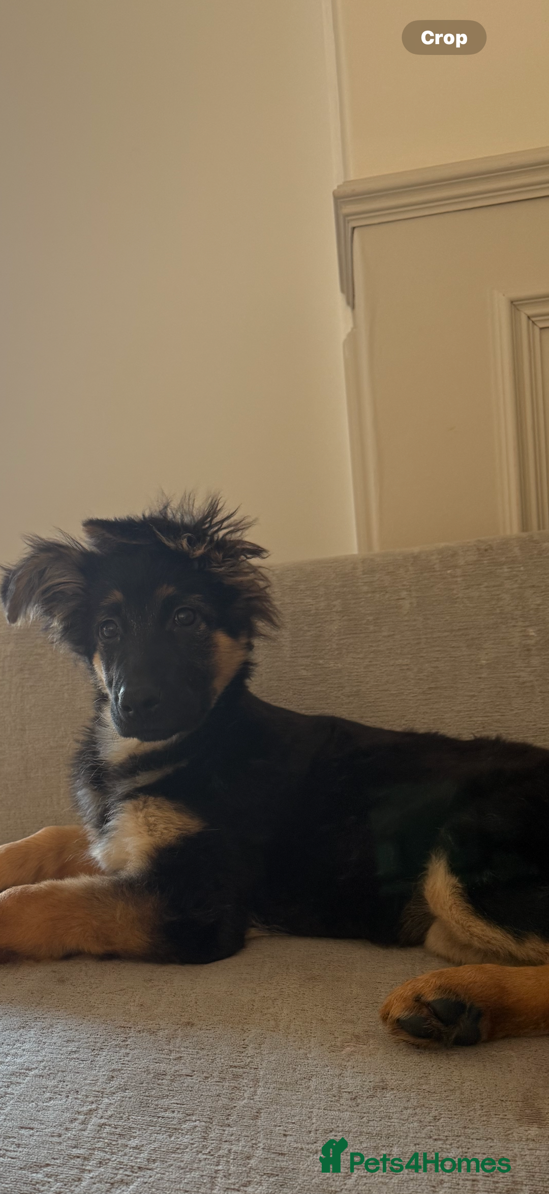 German Shepherd dogs for sale: 💔 Loving Home Wanted  – 4-Month-Old GS Puppy 💔 - Advert 7