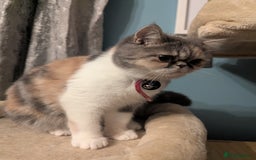 Exotic cats for sale: Ideal pet looking for loving home - Image 3