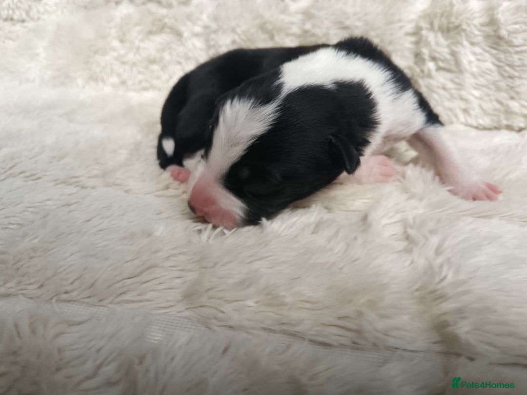 Border Collie dogs for sale: Border collie puppies B/W  - Advert 11