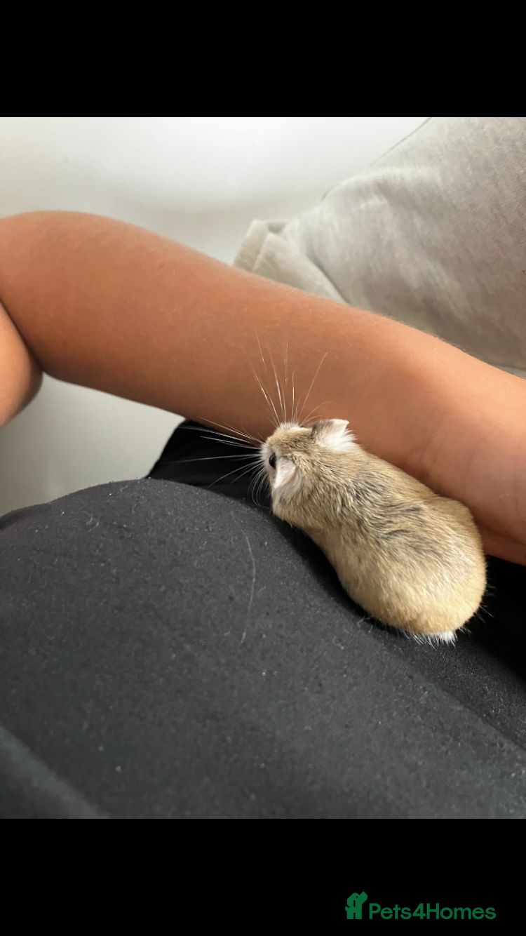 Hamster rodents 💕 Beautiful Robo in need of a home - with cage - Advert 1