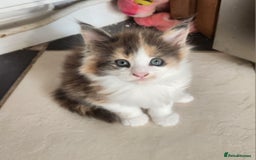 Maine Coon cats for sale: Maine Coon Kittens purebred – Reserve Now - Image 40