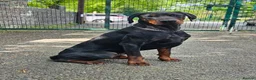 Dobermann dogs for sale: KC Doberman Male - Advert 1